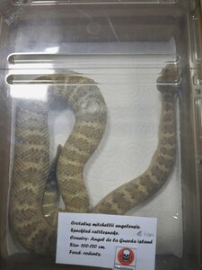 Posinous species of reptiles can also traded legally here a rattle snake is on sale in Germany Credit Handout